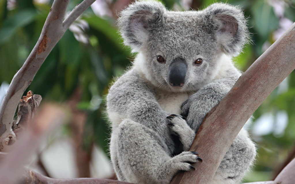koala-1024x640.jpg