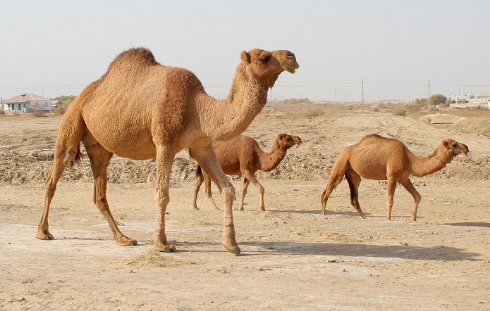 Верблюды в пустыне и полупустыне