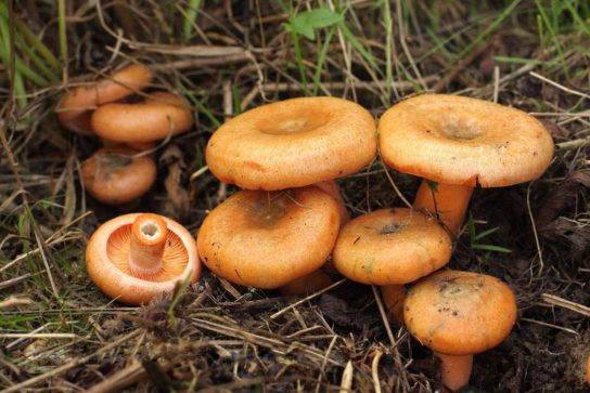 Как выглядит гриб рыжик
