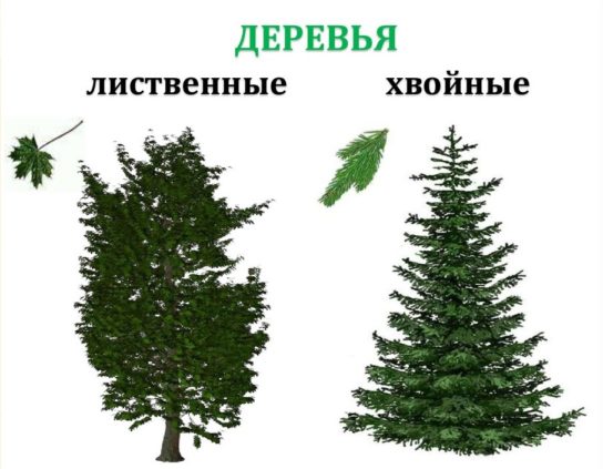 Чем отличаются хвойные деревья от лиственных