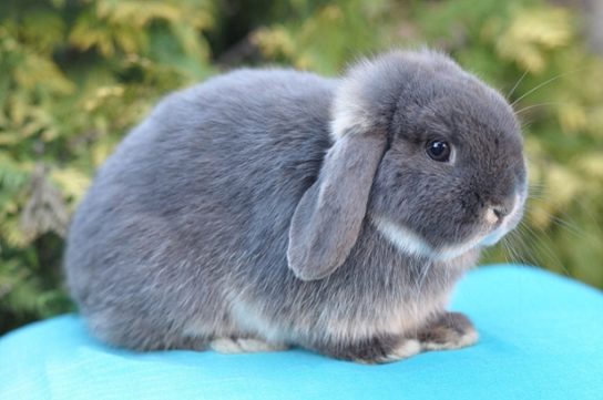 Кролик голландский миниатюрный