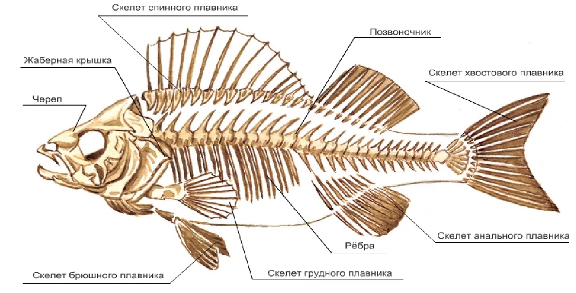 Рыба рисунок в разрезе