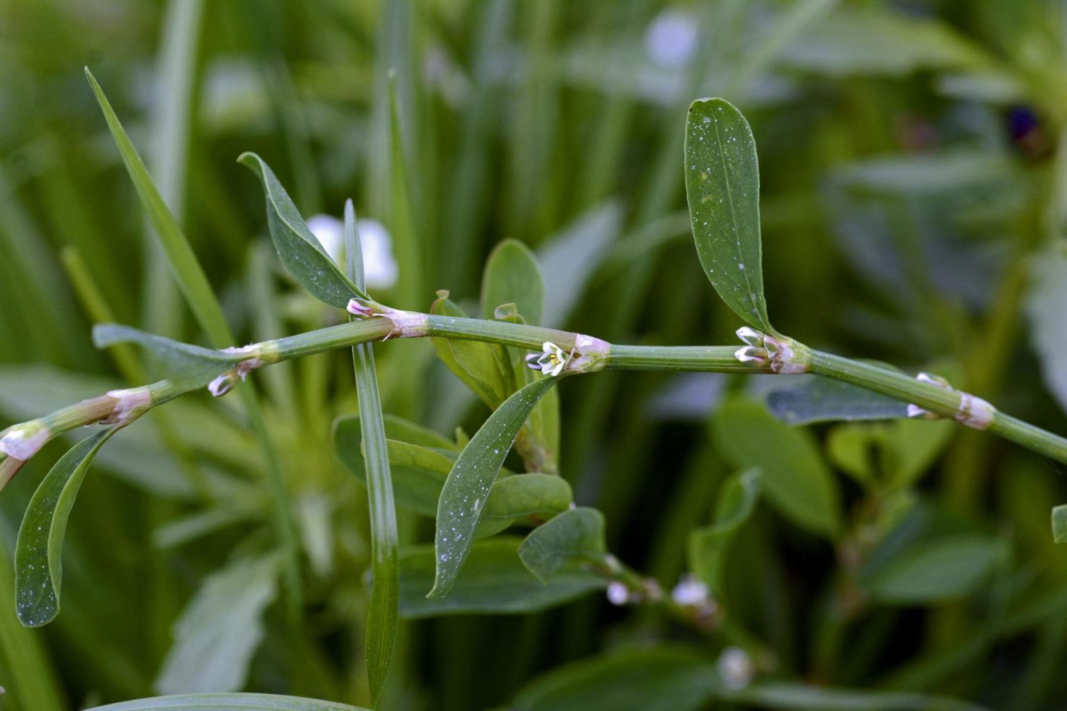 Горец птичий (Polygonum aviculare)