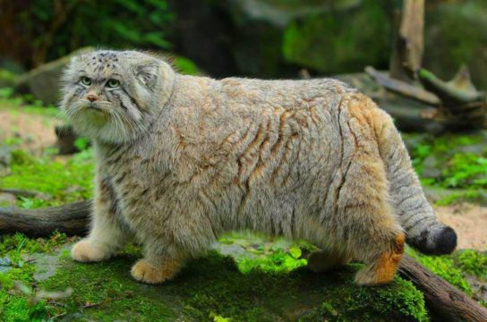 Породы диких животных кошек