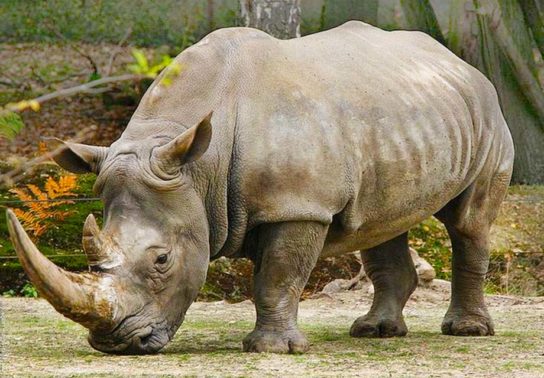 Фото носорогов