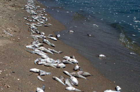 Гибель морских животных в Каспийском море