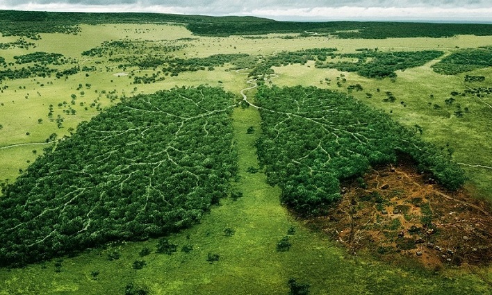 Глобальная вырубка леса