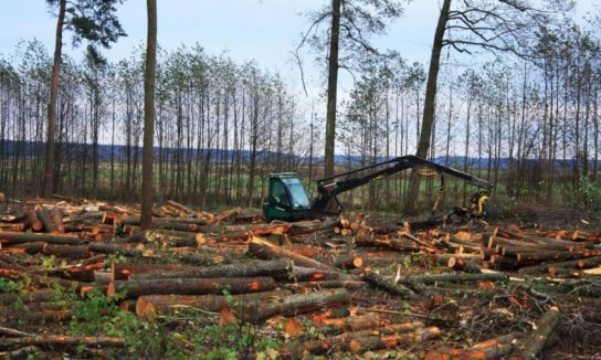 Экологические проблемы лесов