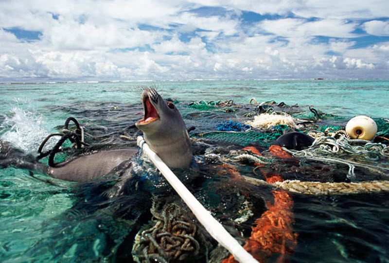 виды загрязнений мирового океана