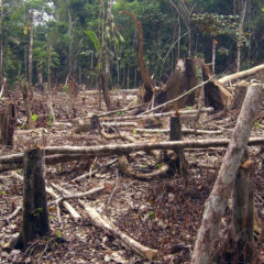 Вырубка тропических лесов