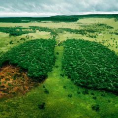 Экологические проблемы леса