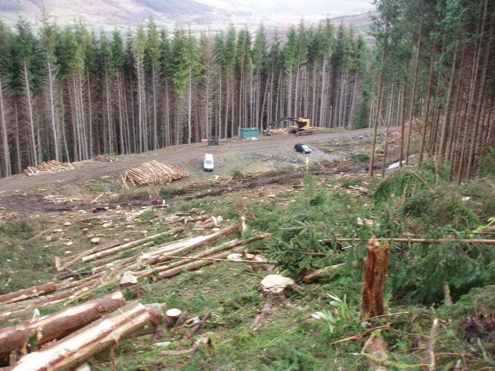 Проблема гибели лесов