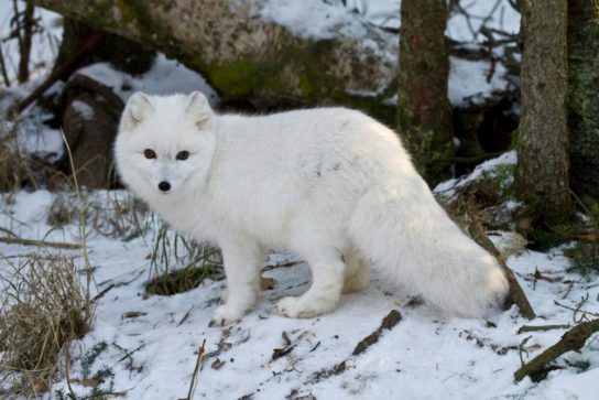 полярная лисица - изображение