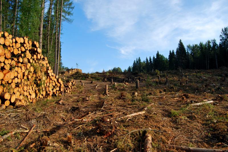 Проблемы смешанных лесов