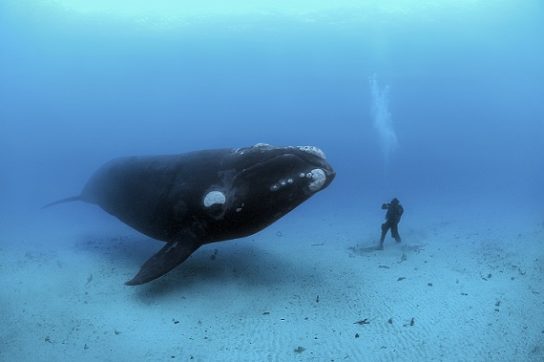 Гренландский кит доклад 4 класс