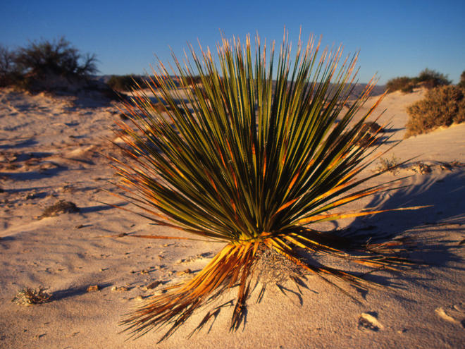 Растение место обитания другого растения 7: дерево в пустыне