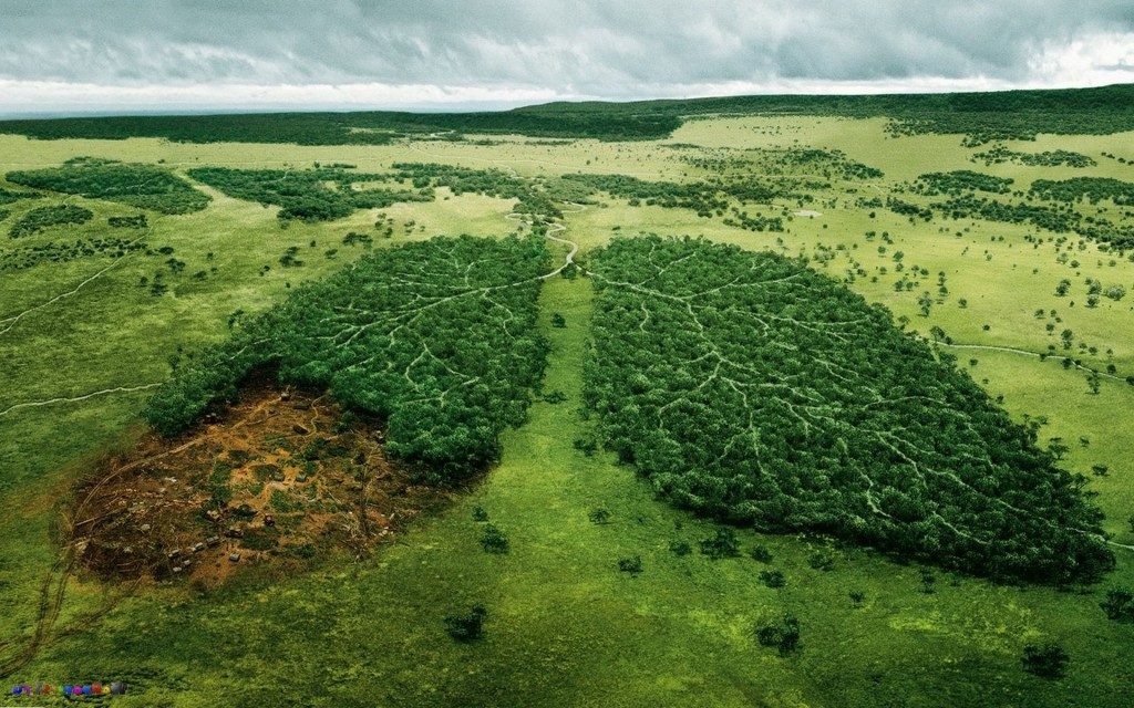 Экологические проблемы смешанных лесов