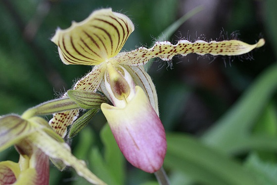 Степная Орхидея Северной Америки