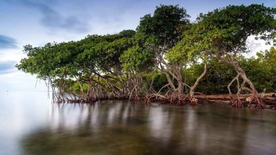mangrovie-lesa