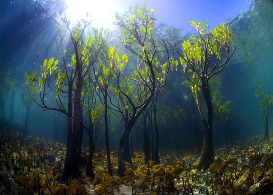 Новый мангровый лес