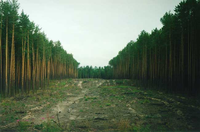Вымирание лесов