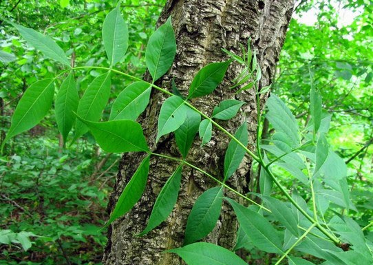 Умеренно растущее дерево амурский бархат