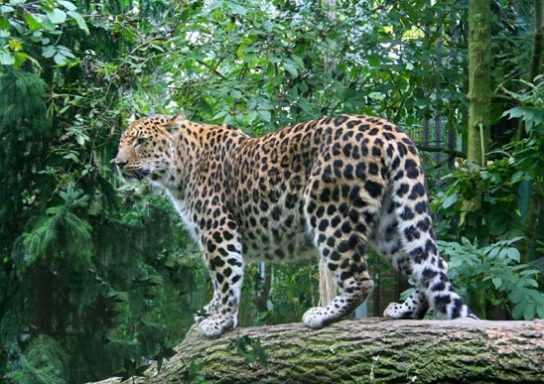 amurskiy-leopard