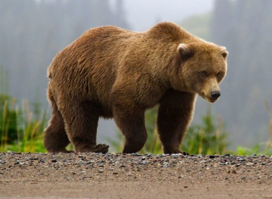 Фото бурого медведя