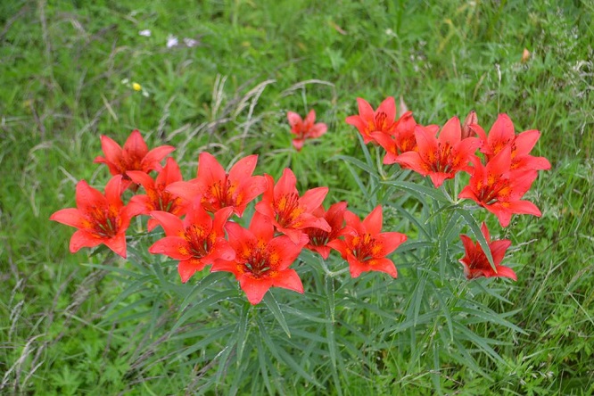 Цветы в Якутии