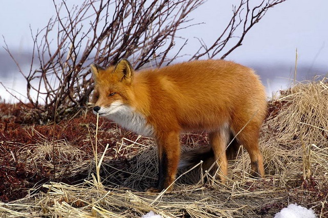 Камчатская лисица