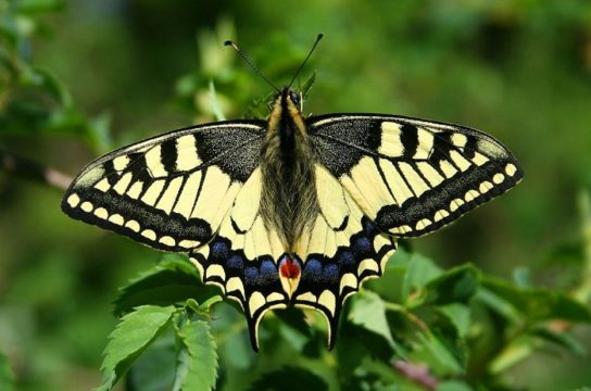 бабочка Махаон - фото