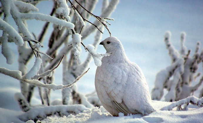 Птицы в Якутии