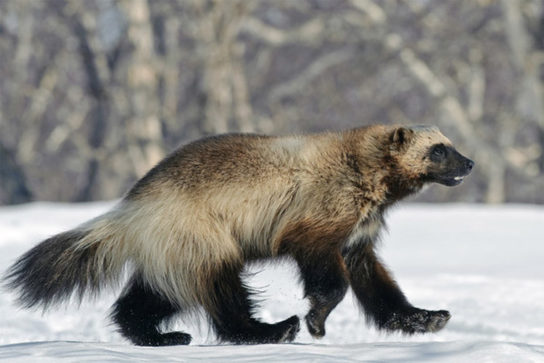 Животные тайги в России – список с фото и названиями | Животные мир зоны  тайги