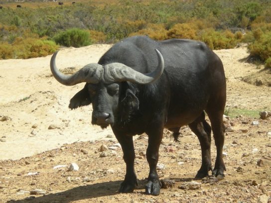 Чем питается буйвол