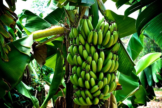 Банановое дерево
