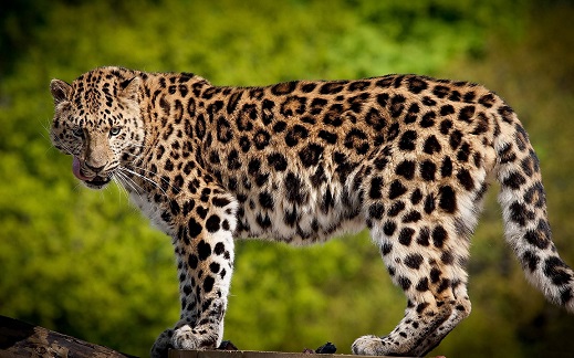 леопард - фото и описание