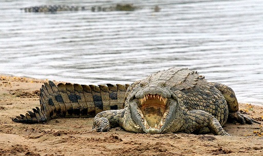 Чем питается нильский крокодил