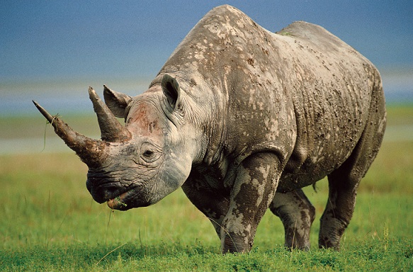 Носорог на лужайке