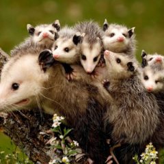 opossumi