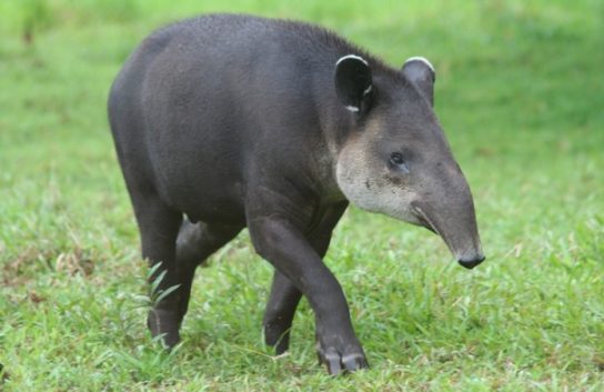 Тапир – фото и описание животного, где обитает, чем питается, интересные  факты