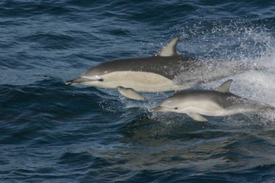 Беломордый дельфин Lagenorhynchus albirostris