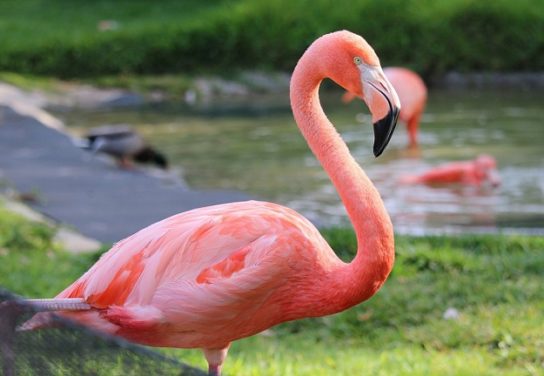 Розовый фламинго - фото