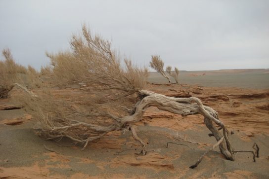 Саксаул фото в пустыне