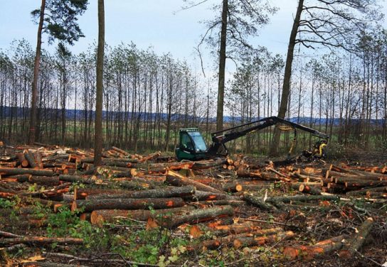 Экологические проблемы - вырубка леса