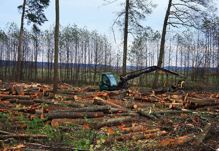 Вырубка леса