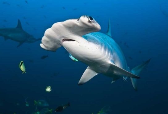 Особенности акулы-молота
