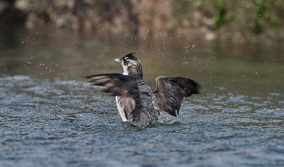 Водоплавающие птицы россии фото и названия с хохолком