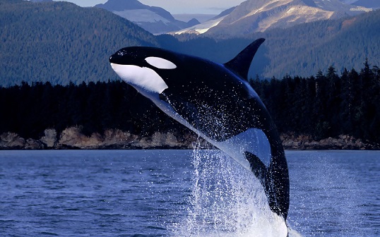 фото синего кита