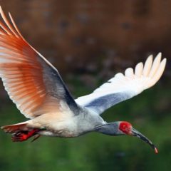 krasnonogiy-ibis
