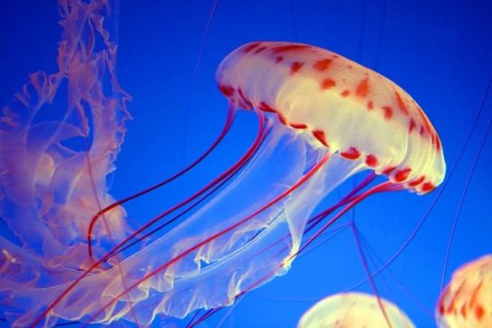 Сообщение о самых опасных медузах